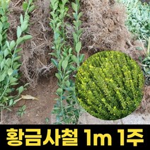 황금사철 묘목 사철나무묘목 1m 1주 원예조경, 1개