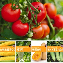 열매 채소 씨앗 모음 마이플랜트 강낭콩 와송 오이 호박 여주 고추 종자 베란다텃밭, 수수
