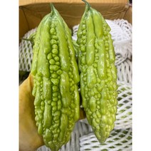 여주 1KG 생여주 2023년 비터멜론