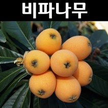 비파 나무 묘목 실생2년 포트묘3개/유실수 과실수, 3개