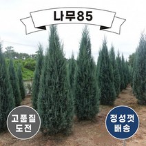 (나무85) 블루엔젤 삽목 포트 묘목, 3. 블루엔젤 5치포트