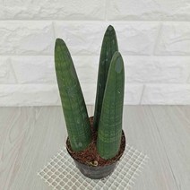 스투키 스투키키우기 실내공기정화식물 공기청정식물, 단품