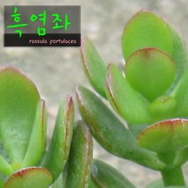 흑염좌 (흑염자 Crassula portulacea) 지름 9cm 소품 다육화분, 1개