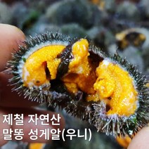 제철 자연산 손질 말똥 성게알 우니 200g