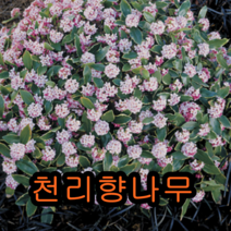 천리향(서향)나무 2년포트 2그루 묘목 나무묘목 유실수 꽃나무 감나무 과일나무 천리향나무