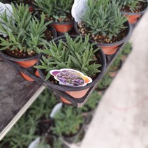 식물공장 잉글리쉬 라벤다 라벤더 소품 노지월동 율마 로즈마리 29s (마리노 변경 출고)