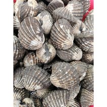 홍지야 참꼬막1kg 국내산 벌교산 여자만 제철수산물