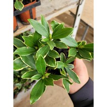 겨울식물 천리향 소품 향기가 천리까지 15-25cm 39