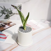 보거스플라워 산세베리아 문샤인 그늘에서잘자라는 음지식물, 1개, 문샤인  + 원형(화이트)