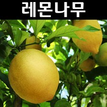레몬 나무 묘목 결실주 7치화분 1개/유실수/과수