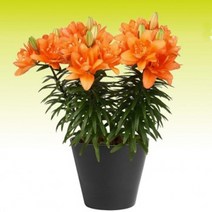 [나은식물원][백합 왜성] 티니더블유-2구