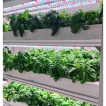샐픽 식용 가능한 스위트 바질 생바질 10g 스마트팜 수경재배 당일수확 당일발송