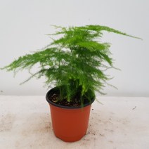 아스파라거스(소품)