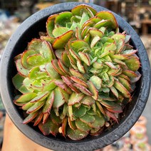 양진 철화 다육식물 용인수다육