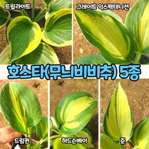 무늬 호스타(5치 포트) 무늬 비비추 5종 / 노지월동 다년초, 트윌라이트(5치 포트)