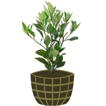 3년생 레드향 묘목 제주도 직발송 행운을가져오는나무