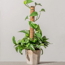 수태봉 수태 몬스테라 넝쿨 식물 지지대 코코넛봉, 3-수태봉-60cm, 1개