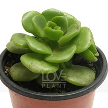 릴리패드-에오니움속/두툼한잎/로제트성장/다육식물