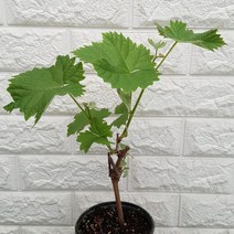 청포도나무12 - 샤인머스켓 - 씨없는 청포도나무