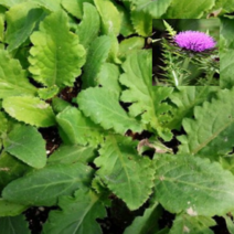 (J소망)야생화 토종 가시엉겅퀴모종 10개