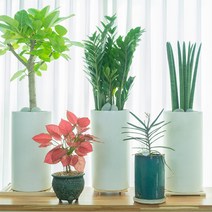 판다플라워 PFO 피톤치드 가득한 우리집꾸미기 관엽모음/실내정원, 테라조화분, 1.PFO001-스투키