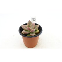 아보카도크림 다육 Echeveria Avocado cream Succulent 다육이 다육식물 선인장 다육농장
