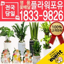 플라워포유 축하 오픈 개업 공기청정 관엽식물 화분선물 당일배송 꽃배달, (선택9)산세베리아
