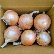 [산지당일발송] 잘 말려 단단한 2023년 햇 양파 빨간양파 3Kg/5kg/10kg/20Kg, 2023년 햇 양파5kg 중.대 혼합