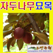 (D소망)추희 자두나무묘목 접목1년 2그루