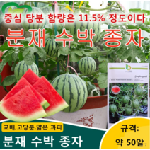 HFH 화분에 담긴 작은 수박씨 분재 수박 종자 종자 씨앗 아시아종묘/수박종자 약 50알, 1개