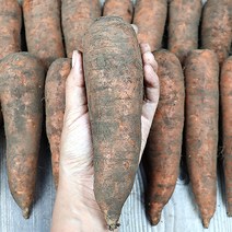 제주유기농흙당근 유기농제주흙당근 구좌읍당근 유기농제주당근 유기농당근쥬스용 생당근, 3kg (중)