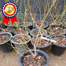 블루베리 삽목 4년생 분 (블루칩) 1주 조경 조경수 정원수 공원수 울타리