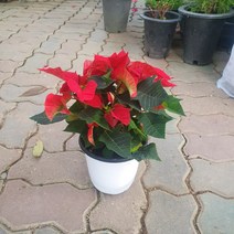 포인세티아 겨울꽃 크리스마스 중품 20~35cm 59