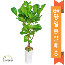 대형화분 개업 축하 화분 전국 당일배송, 09. 떡갈나무