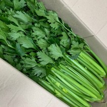 산정마을 국내산 샐러리 2kg, 단품