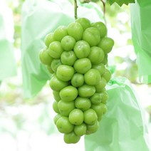 [GAP인증] 프리미엄 특품 상주 샤인머스켓 600g / 1.5kg / 2kg, 한송이 600g