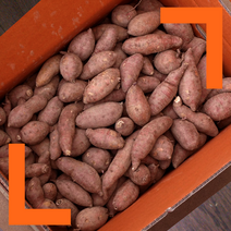 파머스넷 2023년 갓 수확한 햇 밤고구마, 밤고구마 5kg (한입, 60g 이하), 1개