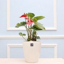풀빛누리 키우기쉬운식물 실내공기정화식물 물구멍없는화분 실내화초, [중형.22] 안스리움