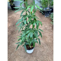 [근이네식물원] 대나무홍콩야자/ 중품, 1개