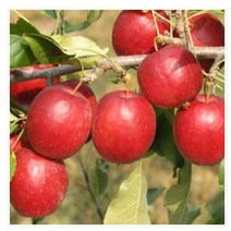 묘목/ 알프스오토메 미니사과나무 R3점 분묘 K2070