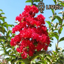 배롱나무 자엽배롱나무 백일홍 나무언니, 배롱: 다이너마이트 삽목2년(2개묶음)