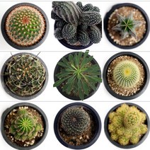 이식 다양한 선인장 반려식물_ 공간인테리어 전자파차단, s24.로비비아