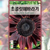 초콜릿해바라기 씨앗 해바라기 씨 꽃 종자 10립, 1개