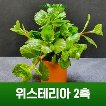 초보 수초 키우기 위스테리아 2촉, 단품