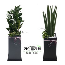 김포꽃배달 김포꽃집 개업화분, 검정, 아가베 아테누아타