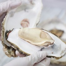 통영 대왕굴 삼배체굴 생굴 1kg 산지직송, 1개