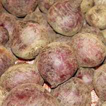 국산 제주 레드비트 햇 비트 최상품 2kg 3kg 5kg 10kg, 레드비트 10kg, 1개
