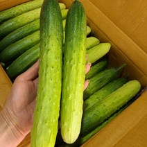 백오이 지오이 백다다기오이 특품 15개 30개 50개, 백오이 10kg(50개), 1박스