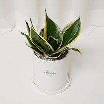 인테리어화분&공기정화 식물, 11.산세베리아, 1개