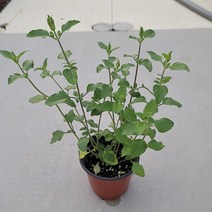핫립세이지 4치포트 공기정화 세이지 허브 야생화 정원 화단 꽃, 1개